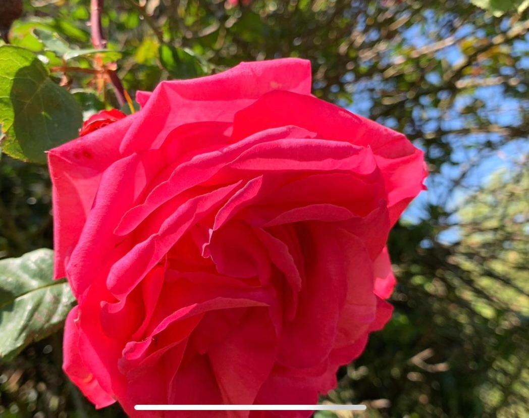 Saint-Aubin-sur-Scie La Grange Bed & Breakfast エクステリア 写真