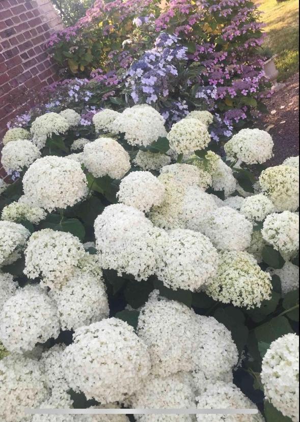 Saint-Aubin-sur-Scie La Grange Bed & Breakfast エクステリア 写真