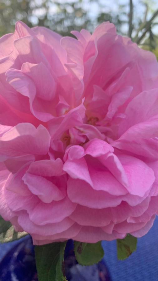Saint-Aubin-sur-Scie La Grange Bed & Breakfast エクステリア 写真